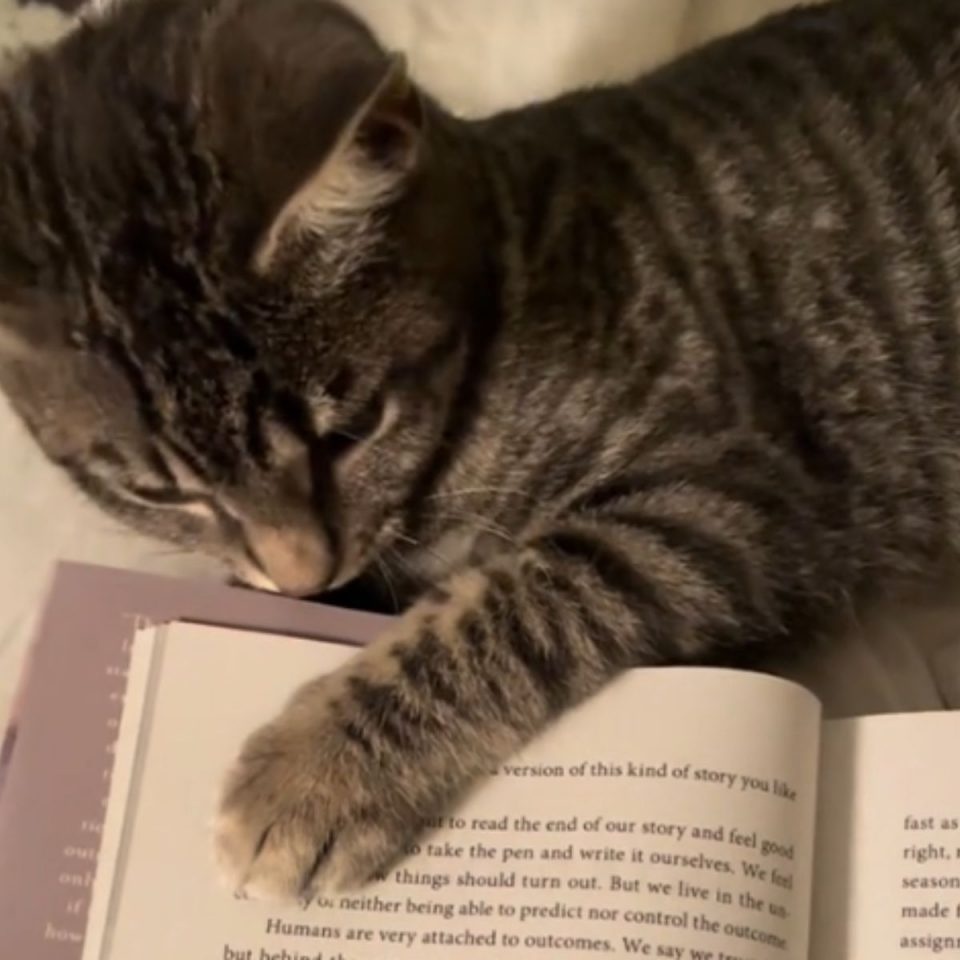 Katze neben einem Buch