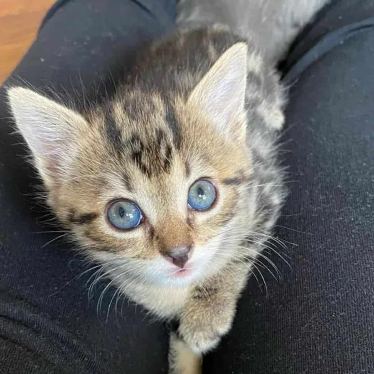 Katze sieht nach oben