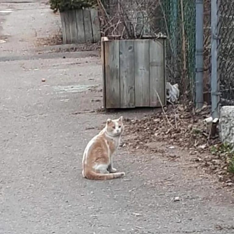 Katze sitzt auf Gehweg