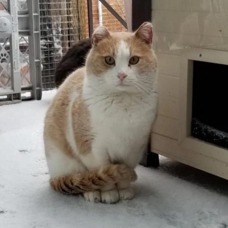 Katze sitzt neben Hundehaus