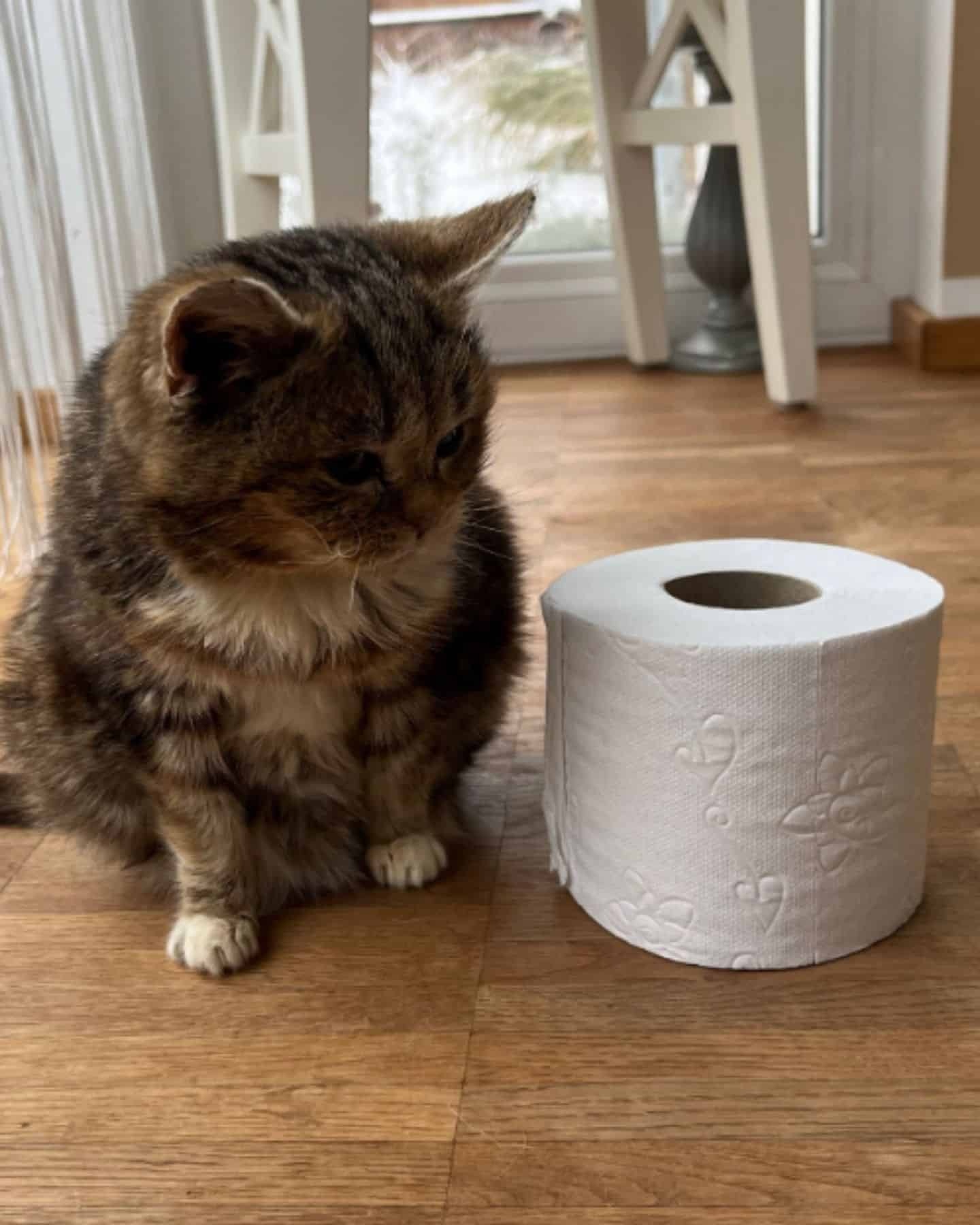 Katze sitzt neben einer Rolle Toilettenpapier