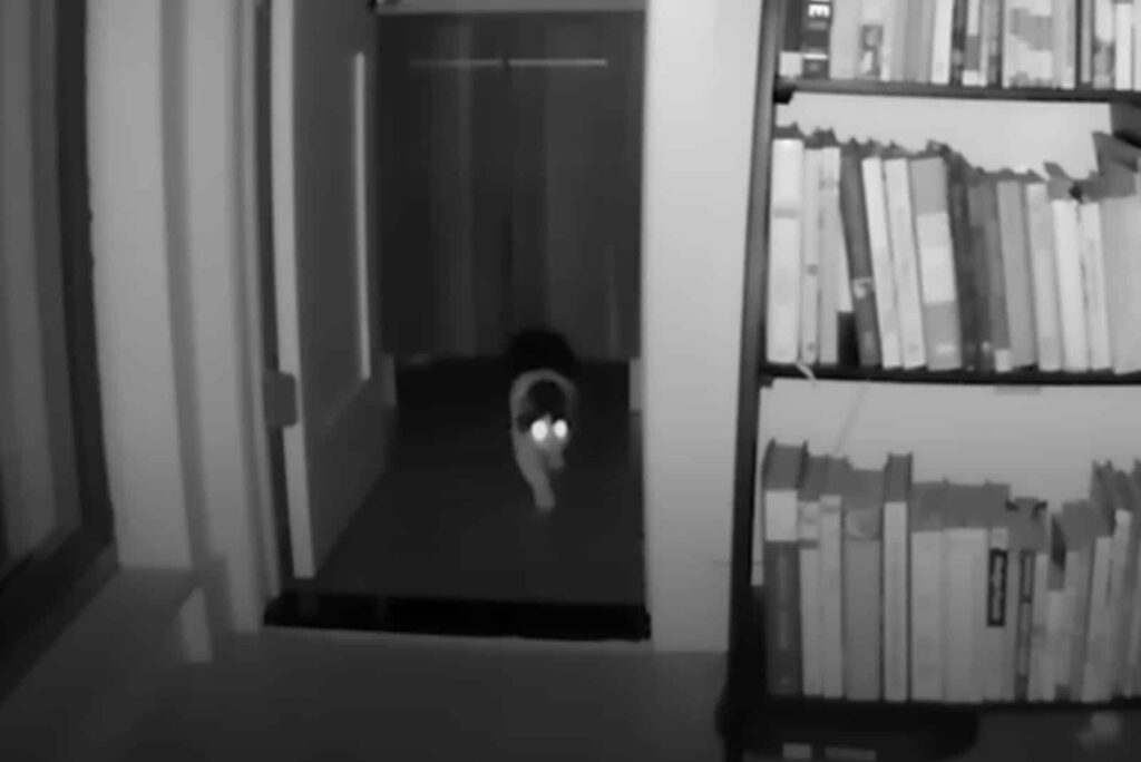 Katze spaziert durch Wohnung