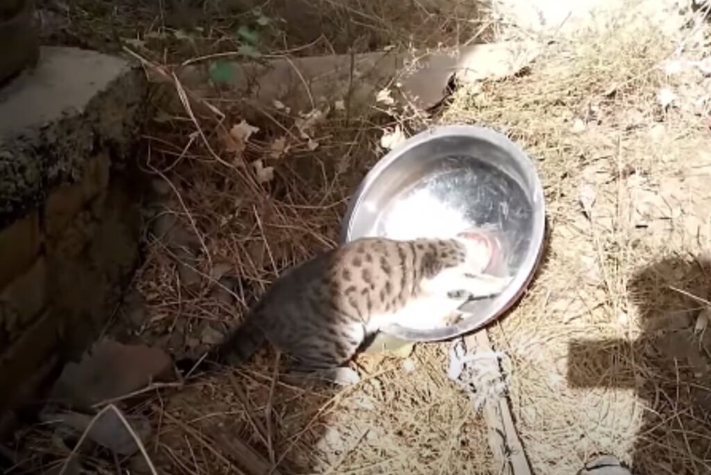 Katze steckt fest in einem Behaelte