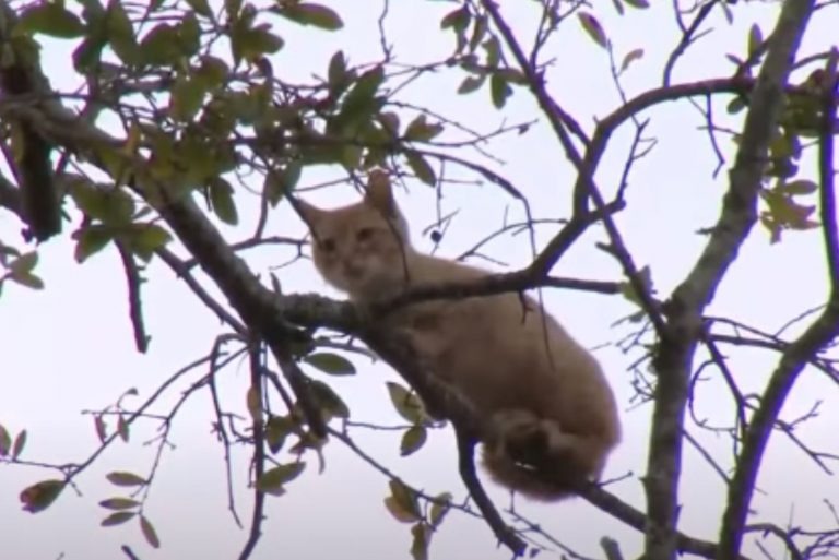 Katze steckt im Baum fest