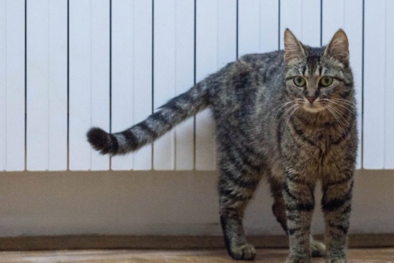 Katze steht neben Heizkoerper