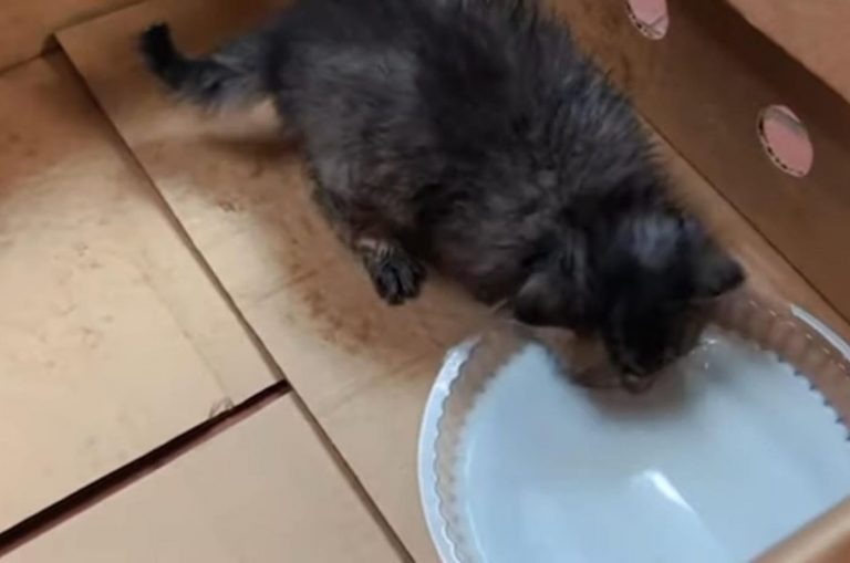 Katze trinkt Wasser