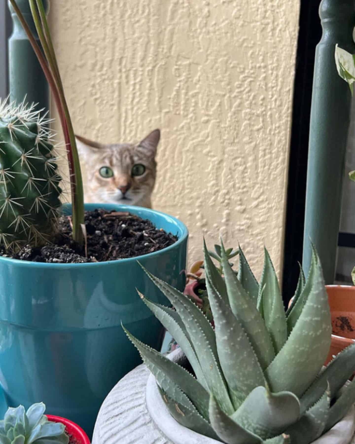 Katze versteckt hinter Pflanzen