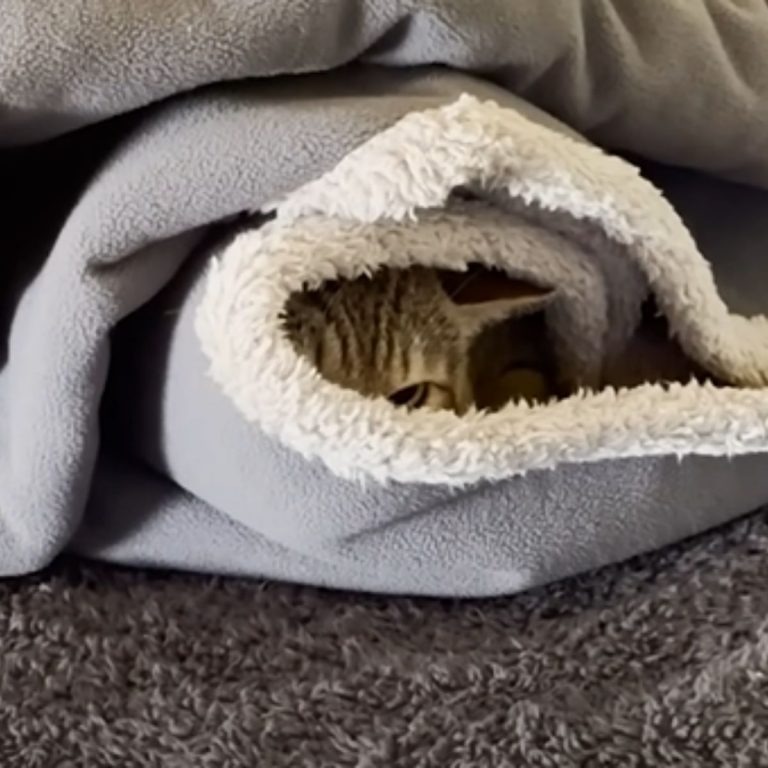 Katze versteckt in einer Decke