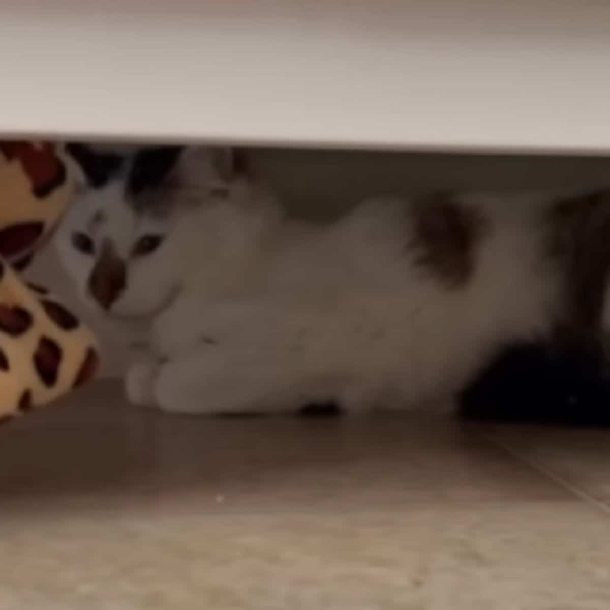 Katze versteckt sich unter Schrank