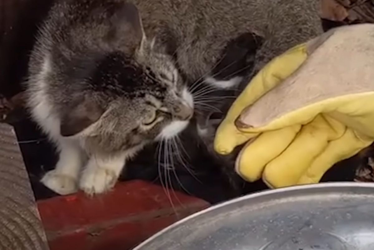 Katze wird gestreichelt