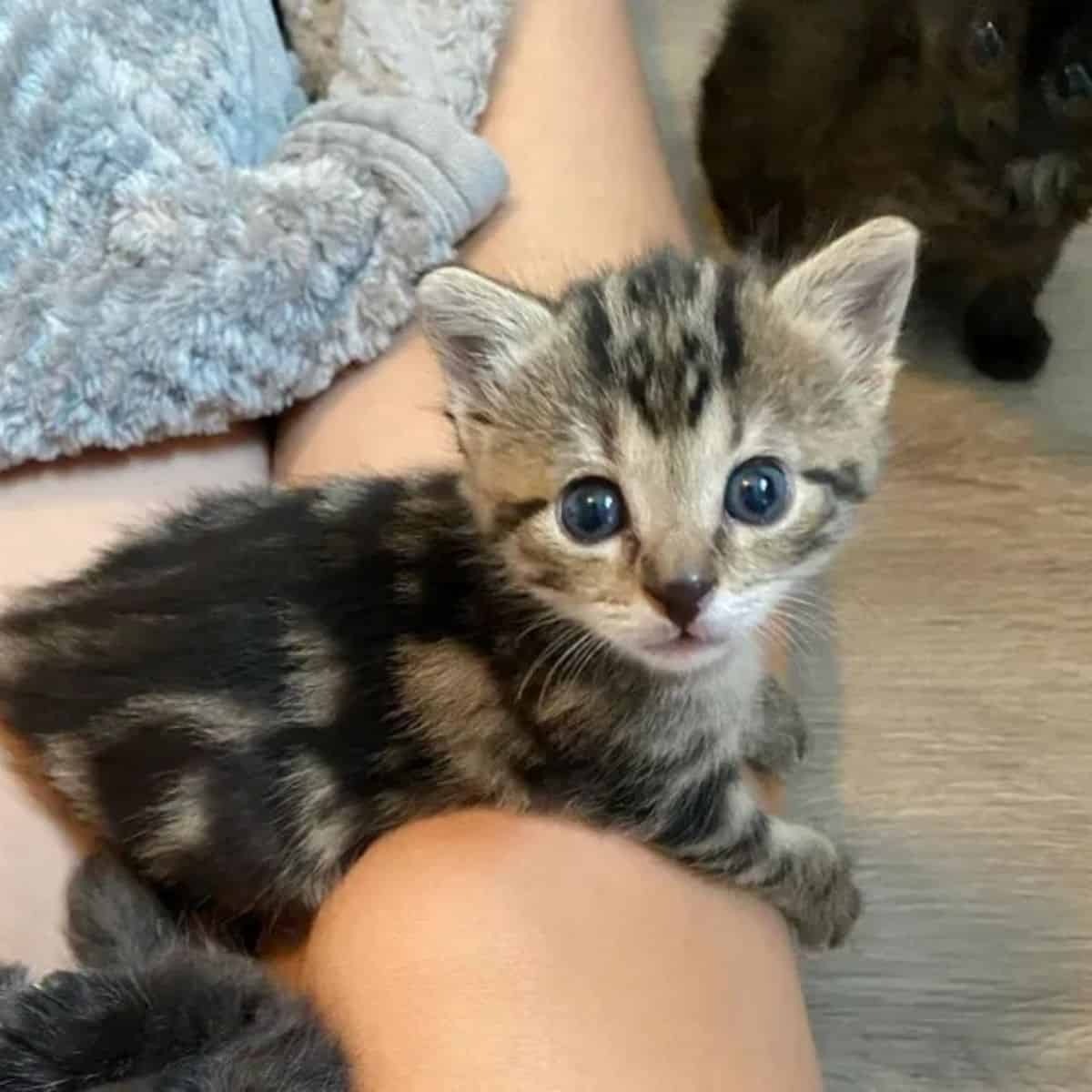 Katzenbaby mit blauen Augen