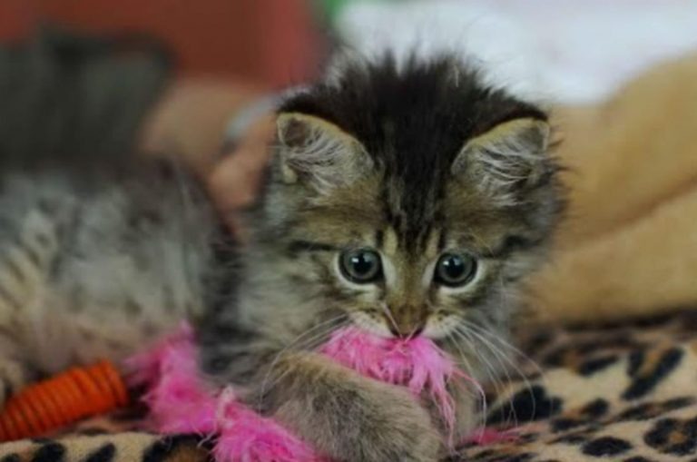 Katzenbaby spielt mit Spielzeug