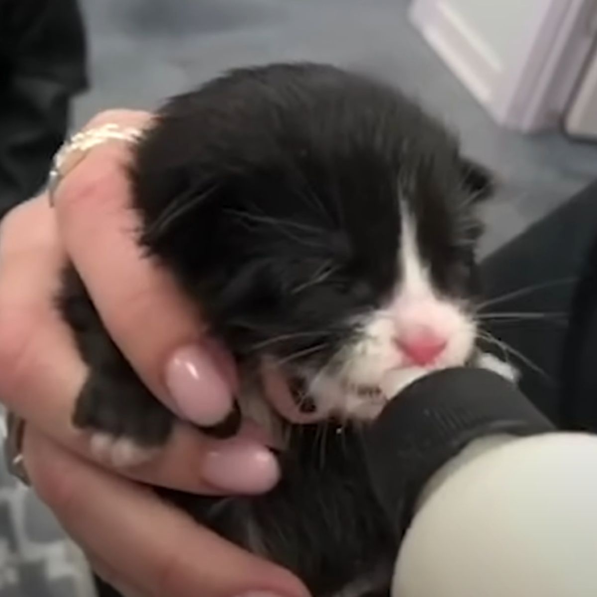 Katzenbaby wird mit der Flasche gefuettert