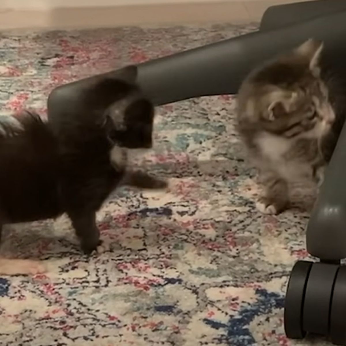 Katzenbabys spielen 