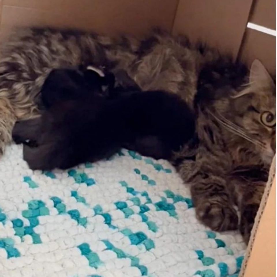 Katzenmama und ihre Babys in einer Box