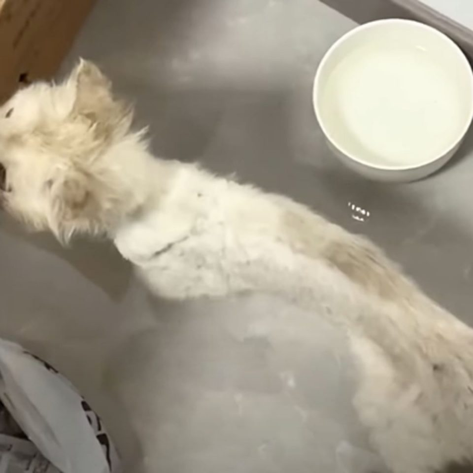 Kleine weisse Katze