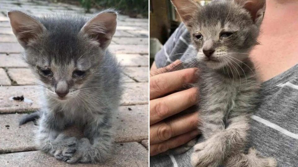 Katzenbaby mit deformierten Pfoten