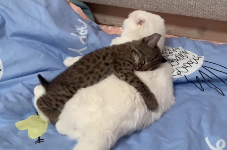 Luchsbaby umarmt Katze