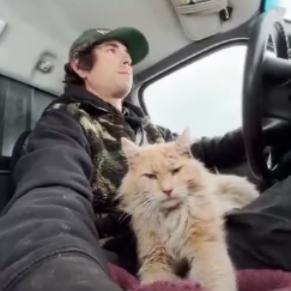 Mann und Katze im Auto