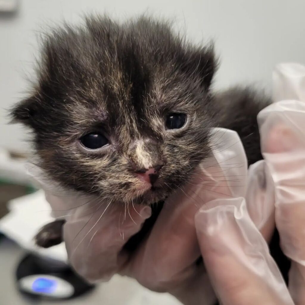 Neugeborenes Katzenbaby