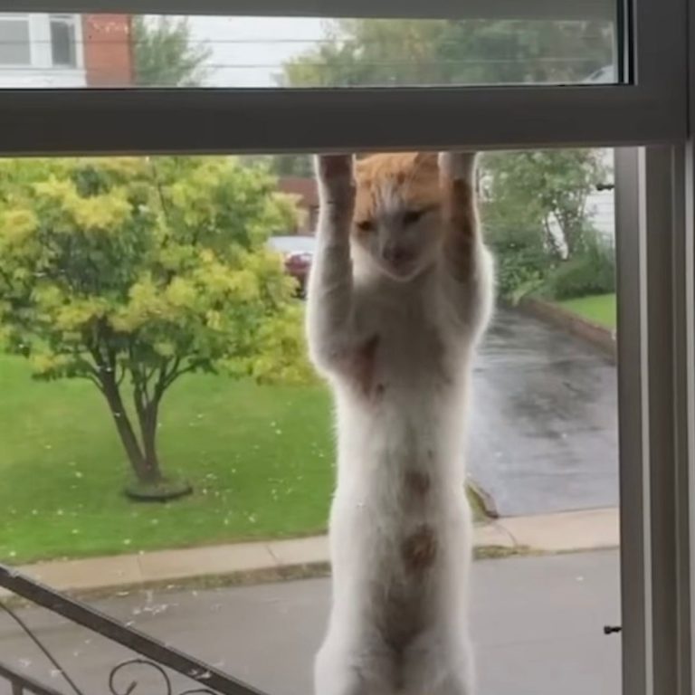 Orange Katze am Fenster