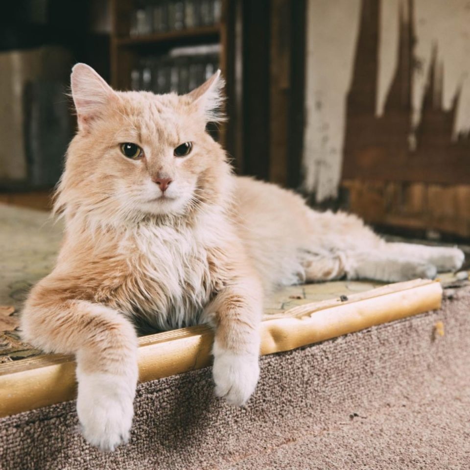 Orange Katze liegt im Haus