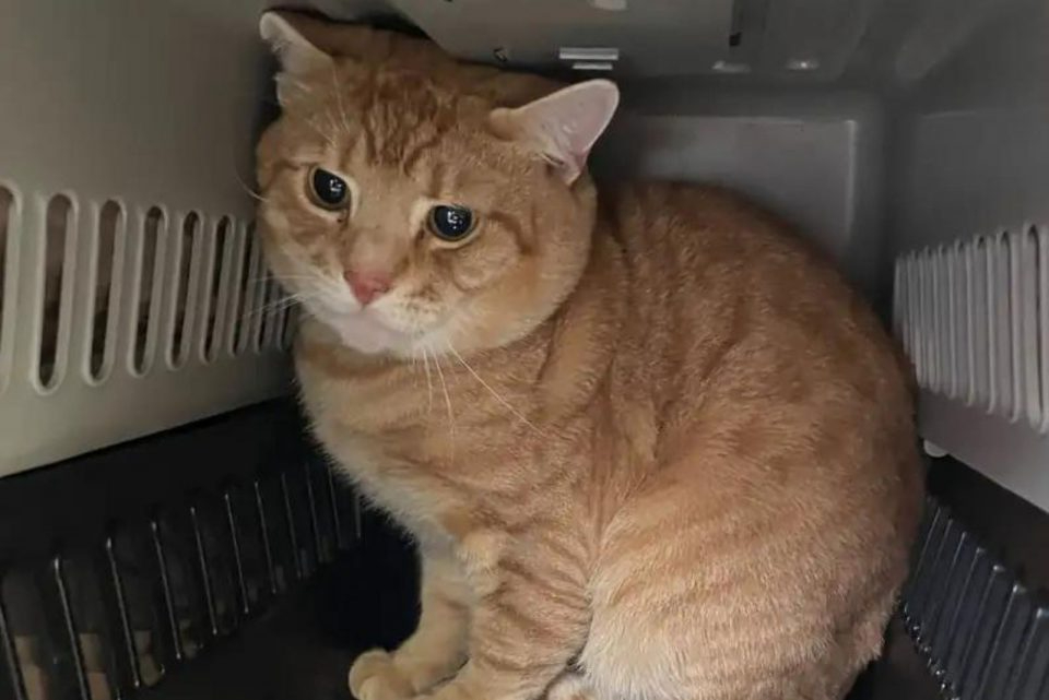 Orange Katze sitzt in einer Transportbox