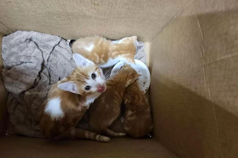 Orange Katzenbabys in einer Schachtel