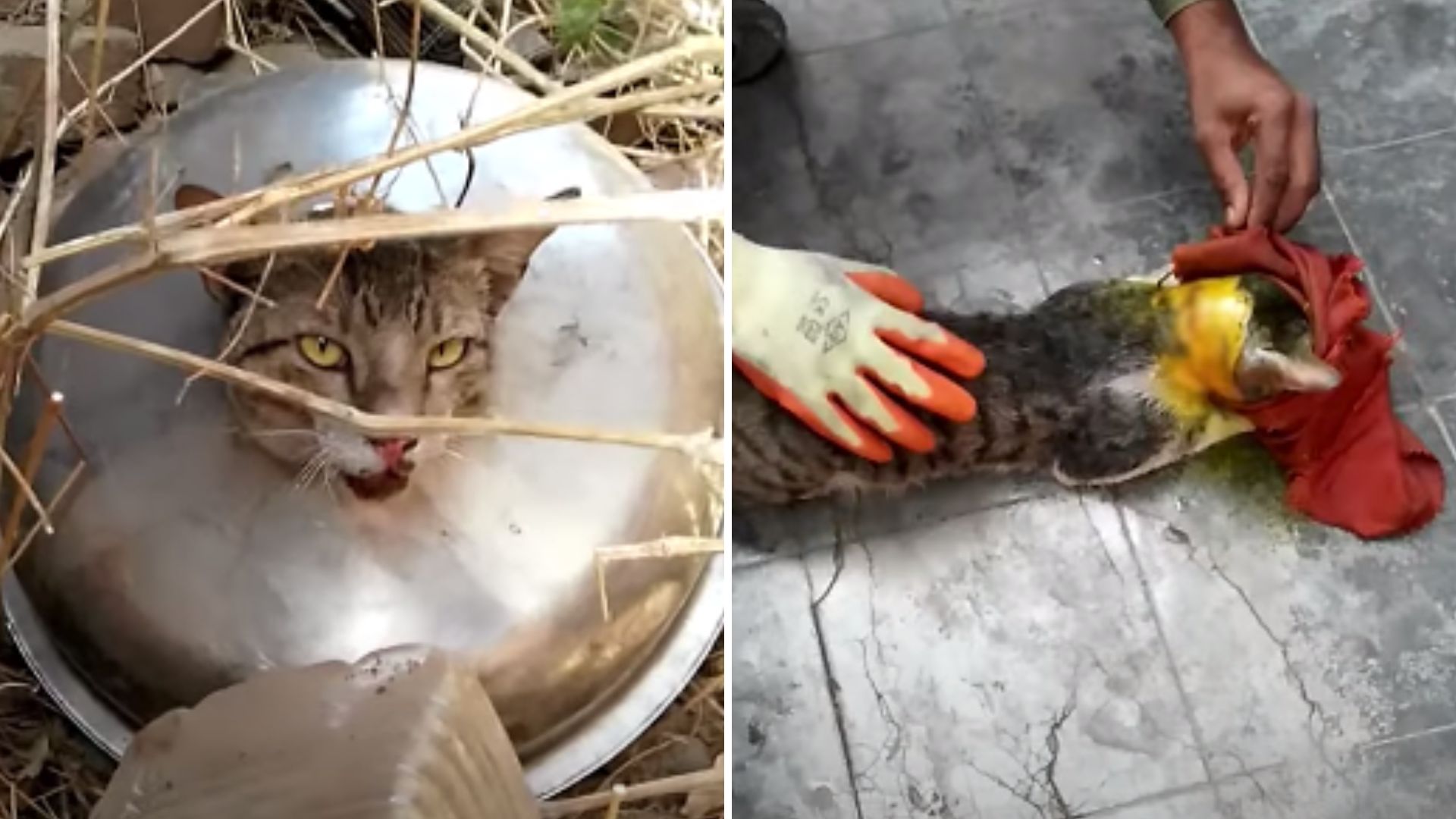 Rettung einer Katze auf einer Abfallspuele