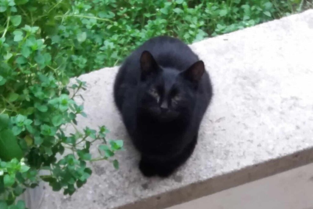 Schwarze Katze 