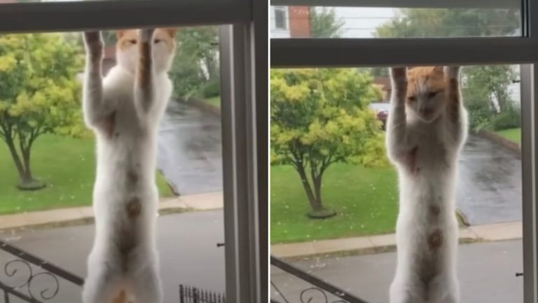 Streunerkatze am Fenster