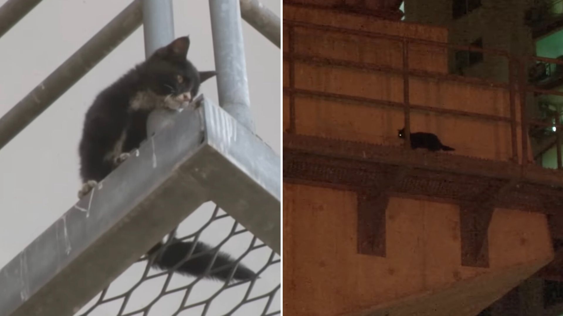 Katzenbaby steckt auf Bruecke fest