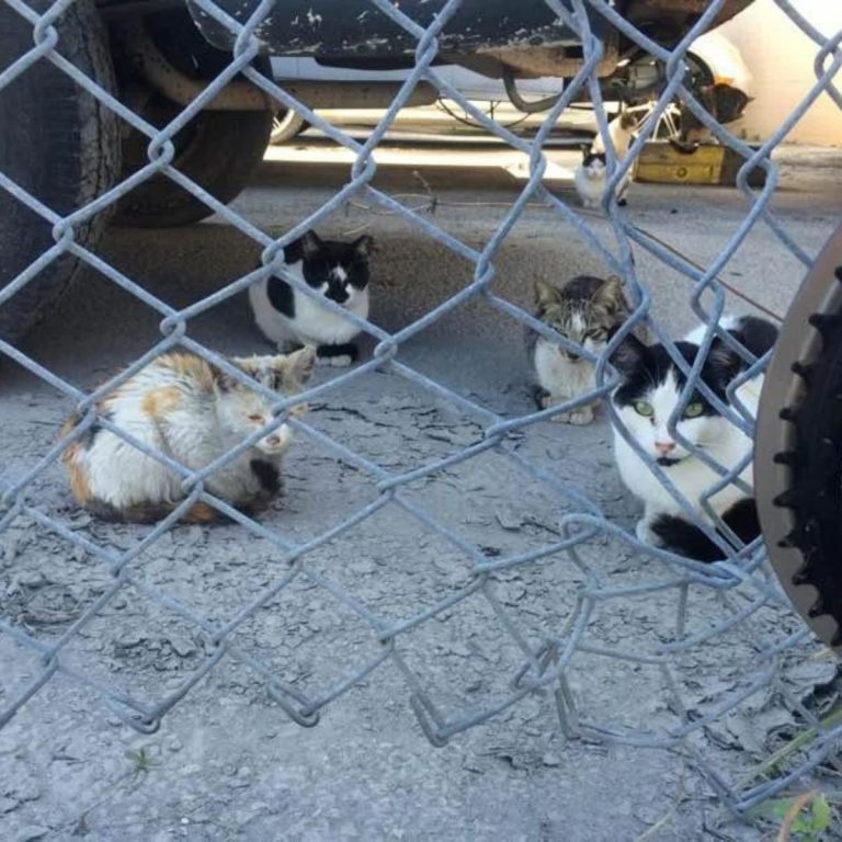 Vier Katzen liegen