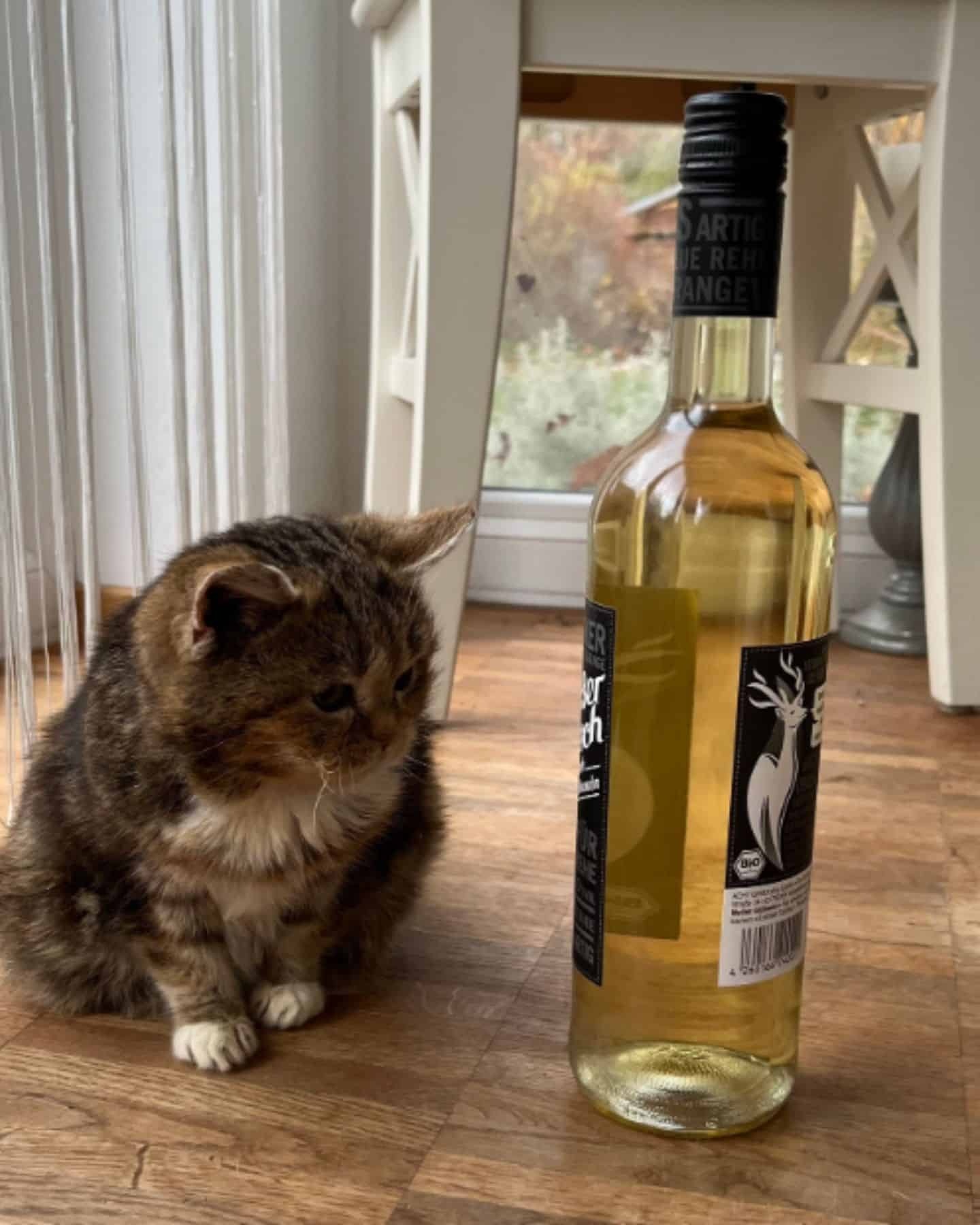 Winzige Katze neben einer Flasche Wein