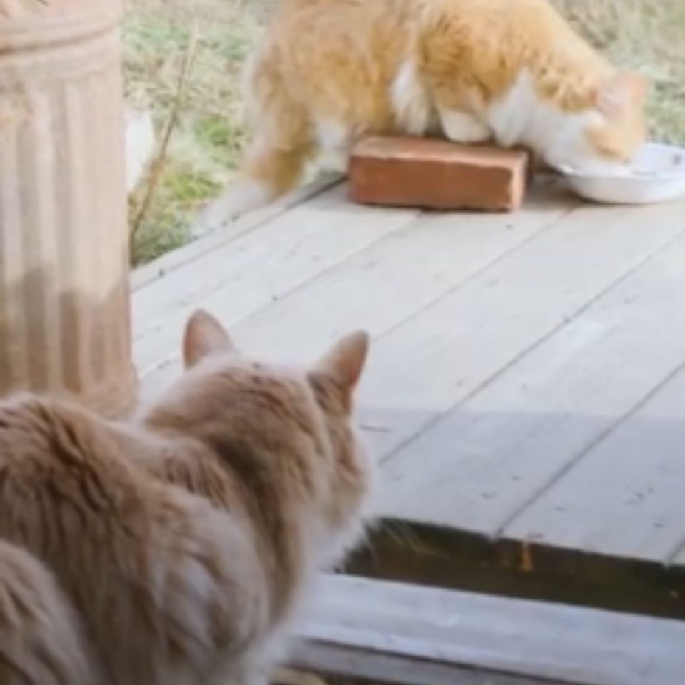 Zwei Katzen auf einer Veranda