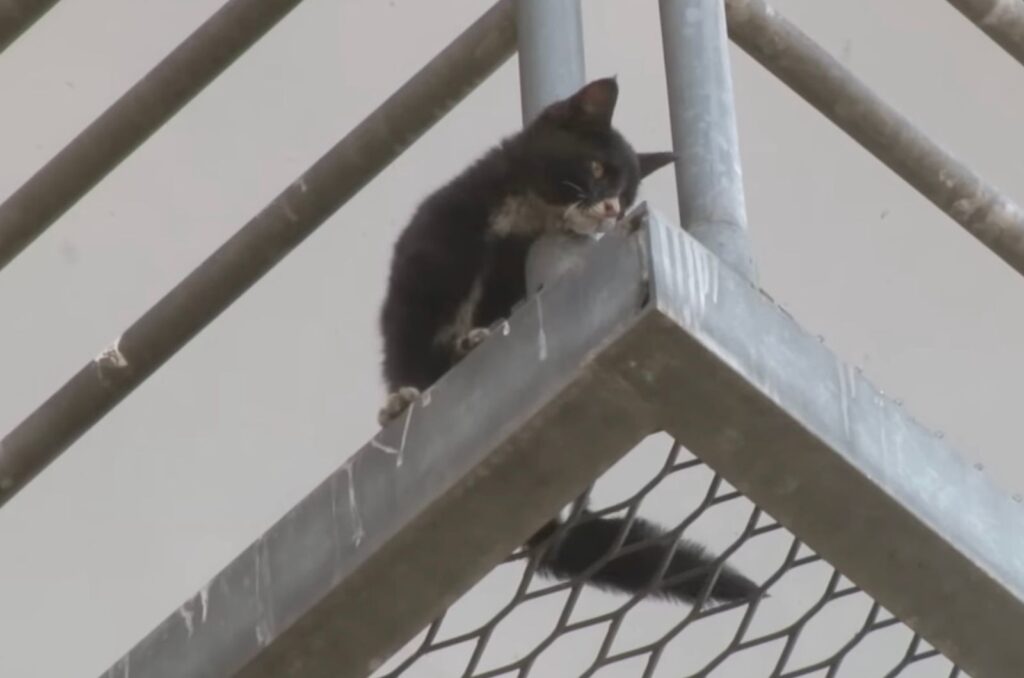 katze auf hoher Bruecke